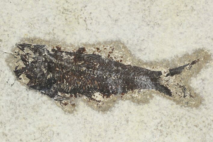 Bargain Fossil Fish (Knightia) - Green River Formation #126141